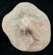 Huge Clypeaster Urchin Fossil - Taza, Morocco #13721-3